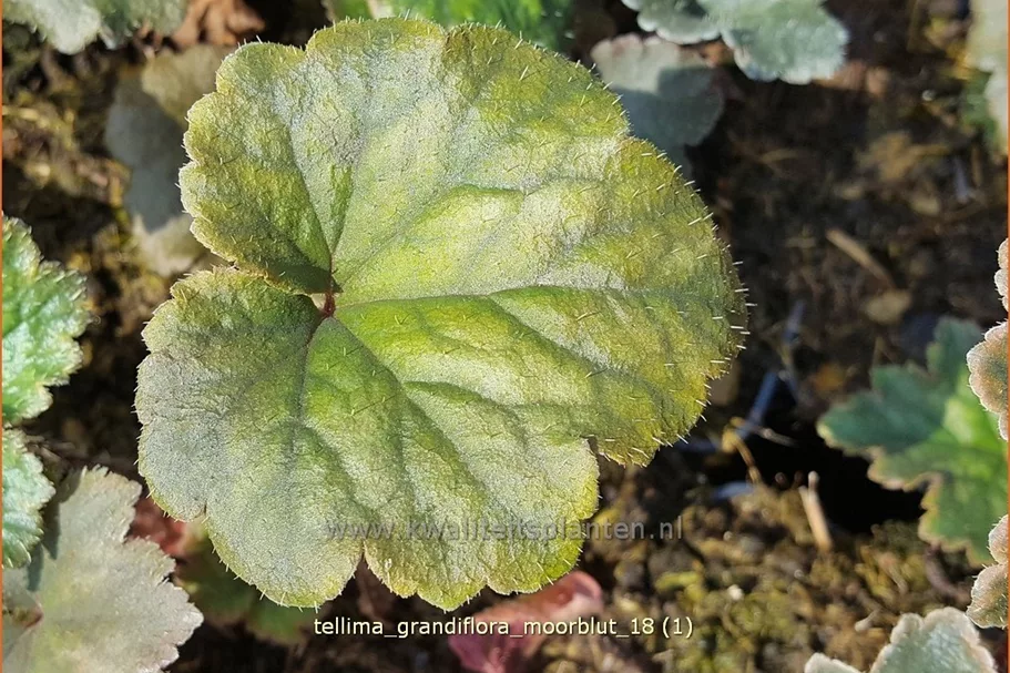 Tellima grandiflora 'Moorblut'