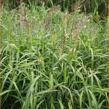 Spodiopogon sibiricus 'West Lake'