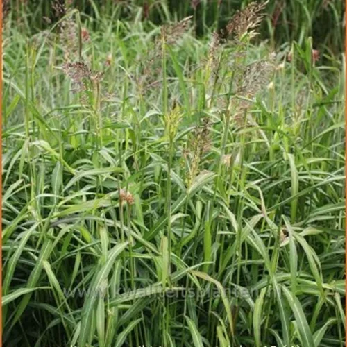 Spodiopogon sibiricus 'West Lake'