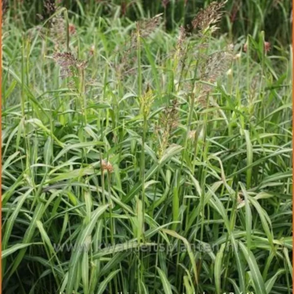 Spodiopogon sibiricus 'West Lake'