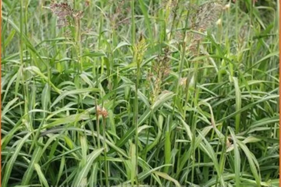 Spodiopogon sibiricus 'West Lake'