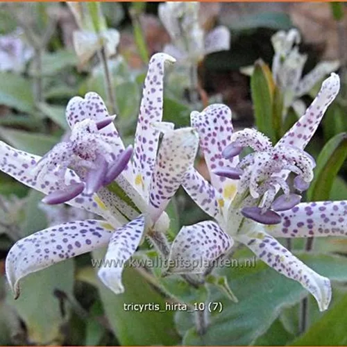 Tricyrtis hirta