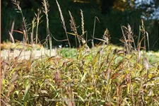 Spodiopogon sibiricus 'West Lake'