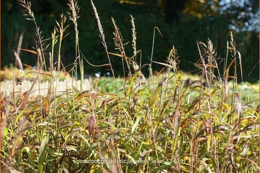 Spodiopogon sibiricus 'West Lake'
