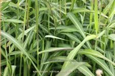 Spodiopogon sibiricus 'West Lake'