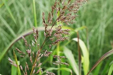 Spodiopogon sibiricus 'West Lake'