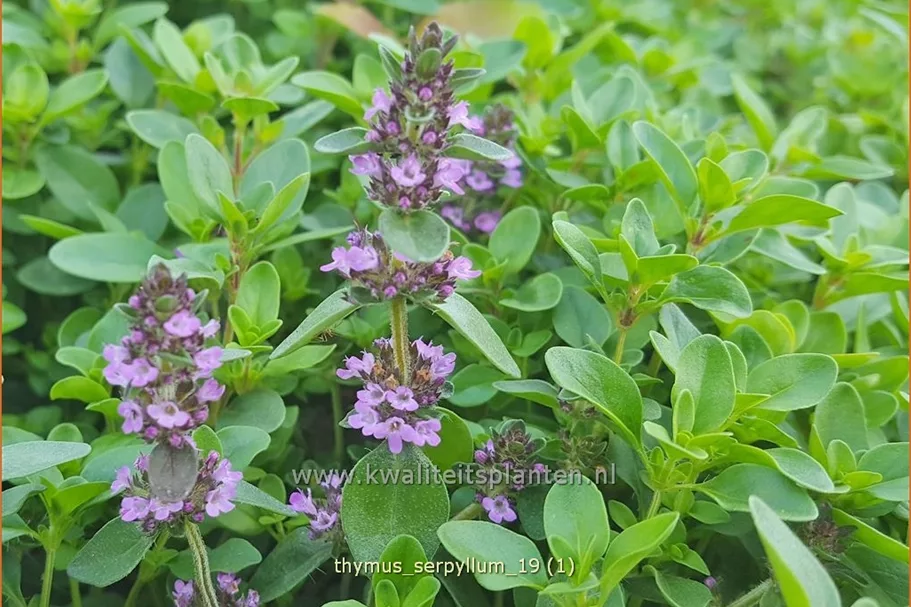 Thymus serpyllum