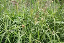 Spodiopogon sibiricus 'West Lake'