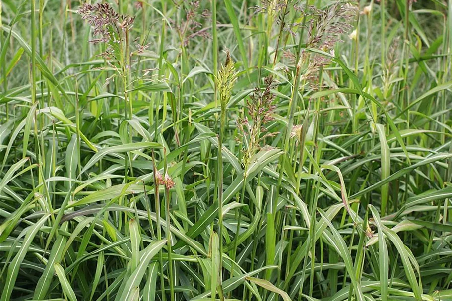 Spodiopogon sibiricus 'West Lake'