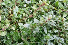 Thymus serpyllum