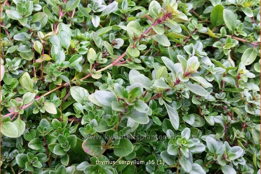 Thymus serpyllum