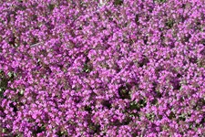 Thymus serpyllum 'Magic Carpet'
