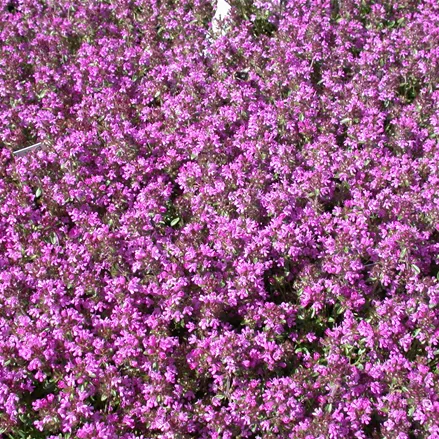 Thymus serpyllum