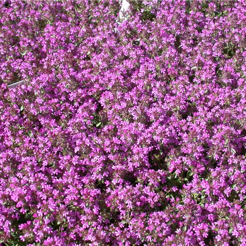 Thymus serpyllum