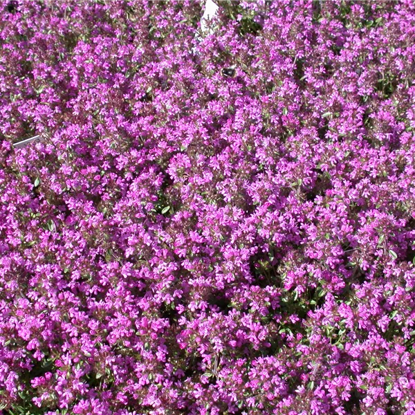 Thymus serpyllum