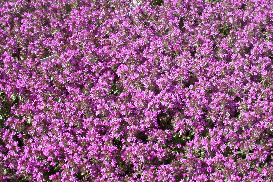 Thymus serpyllum 'Magic Carpet'