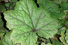 Tellima grandiflora 'Rubra'