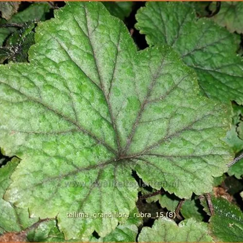 Tellima grandiflora 'Rubra'