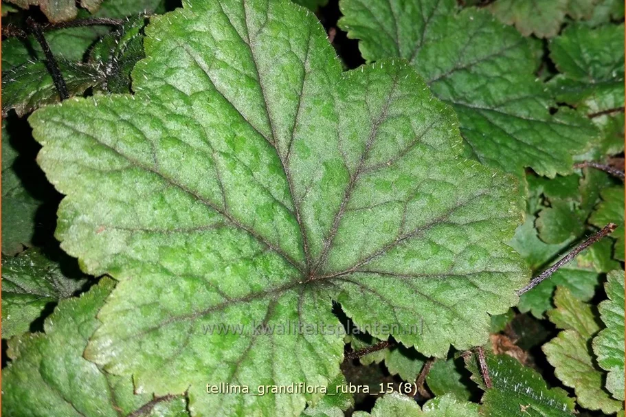 Tellima grandiflora 'Rubra'