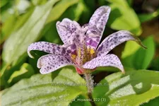 Tricyrtis hirta 'Miyazaki'