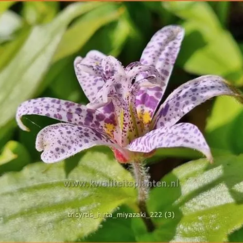 Tricyrtis hirta 'Miyazaki'