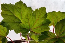 Tellima grandiflora 'Rubra'