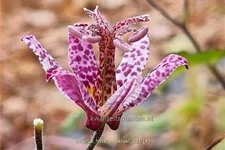 Tricyrtis hirta 'Miyazaki'