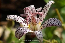 Tricyrtis hirta 'Miyazaki'