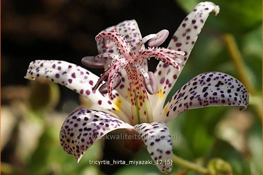 Tricyrtis hirta 'Miyazaki'