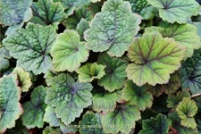 Tellima grandiflora 'Rubra'