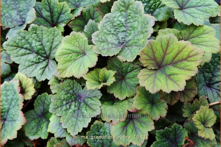 Tellima grandiflora 'Rubra'