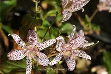 Tricyrtis hirta 'Miyazaki'