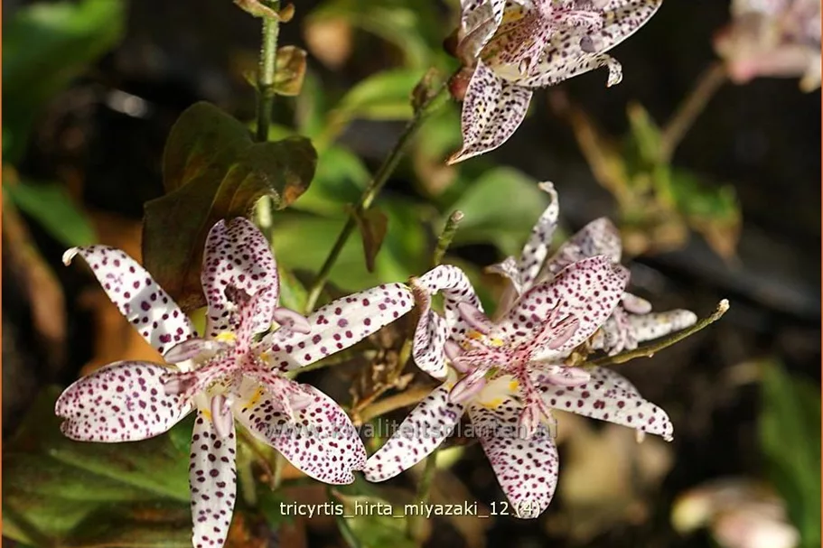 Tricyrtis hirta 'Miyazaki'