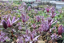 Tricyrtis hirta 'Miyazaki'
