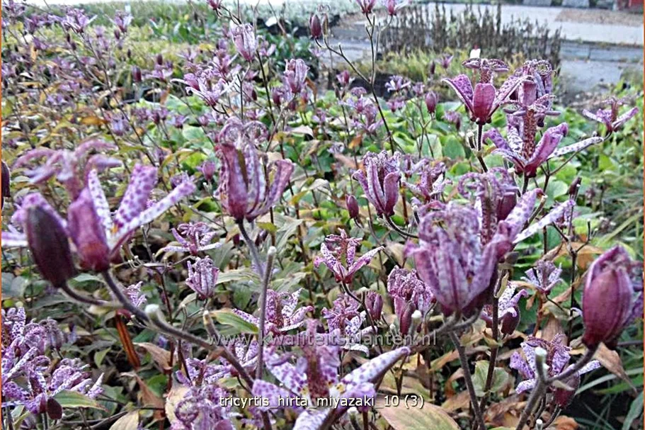 Tricyrtis hirta 'Miyazaki'