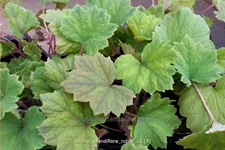 Tellima grandiflora 'Rubra'