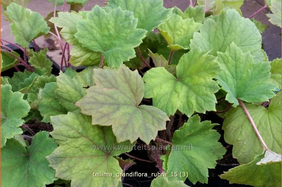 Tellima grandiflora 'Rubra'