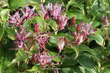 Tricyrtis hirta 'Sinonome'