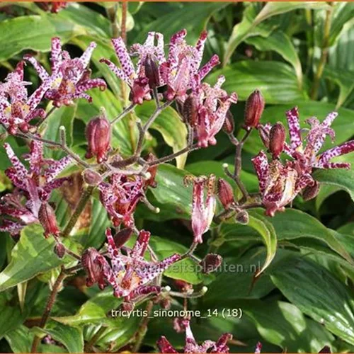 Tricyrtis hirta 'Sinonome'