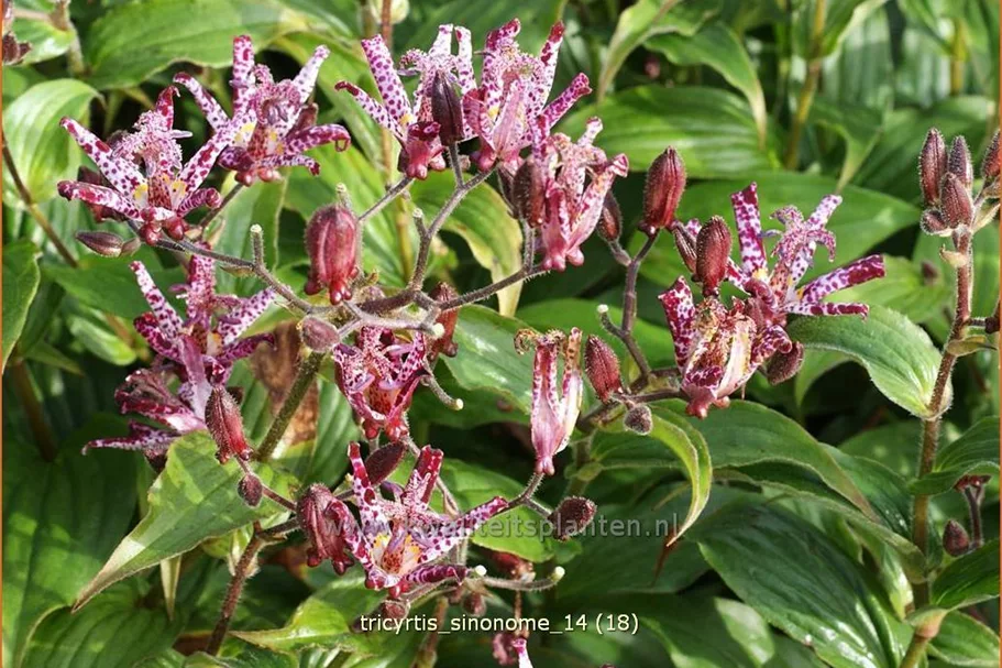 Tricyrtis hirta 'Sinonome'