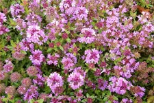 Thymus serpyllum 'Magic Carpet'