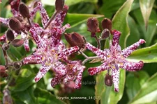 Tricyrtis hirta 'Sinonome'