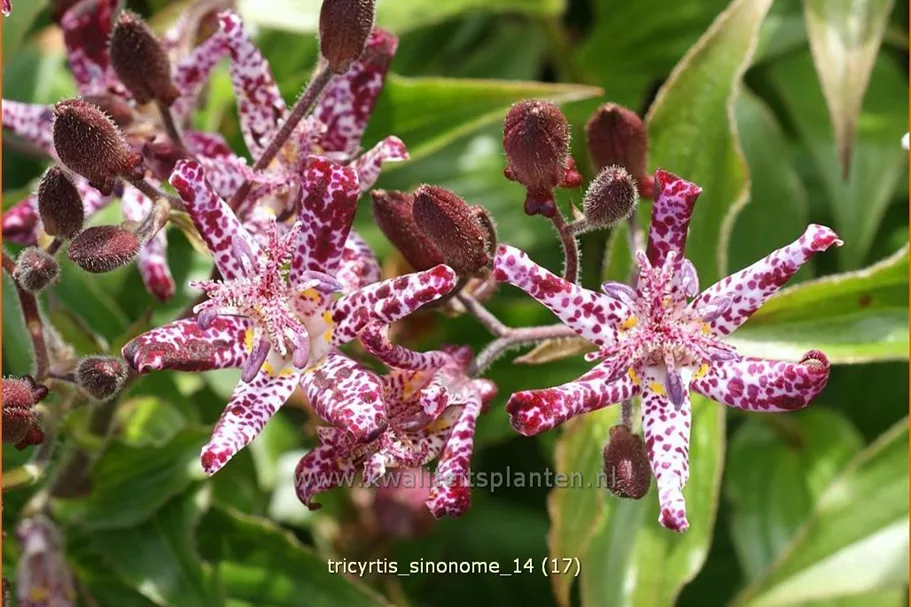 Tricyrtis hirta 'Sinonome'