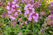 Thymus serpyllum 'Magic Carpet'