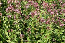 Tricyrtis hirta 'Sinonome'