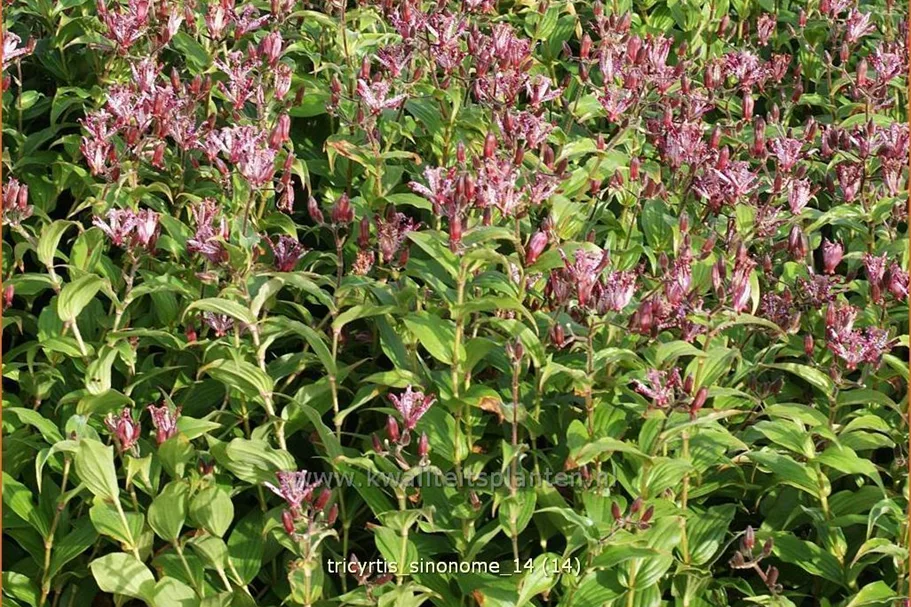Tricyrtis hirta 'Sinonome'