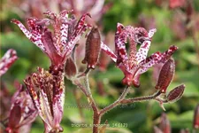 Tricyrtis hirta 'Sinonome'