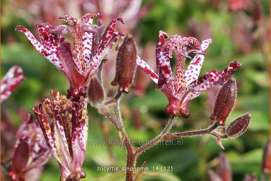 Tricyrtis hirta 'Sinonome'