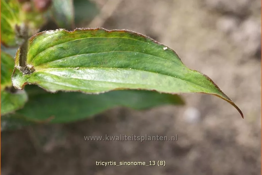 Tricyrtis hirta 'Sinonome'