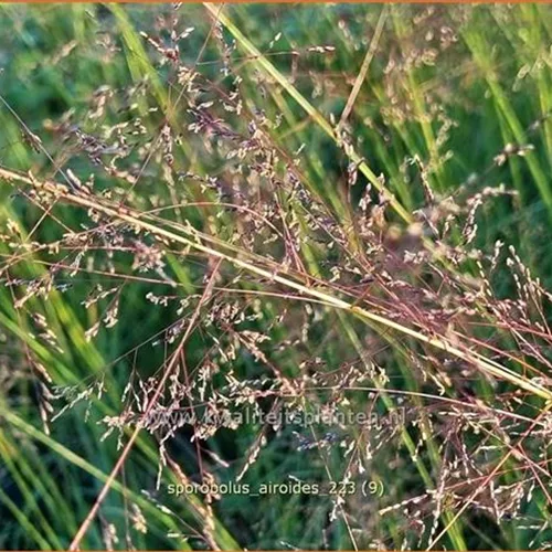 Sporobolus airoides